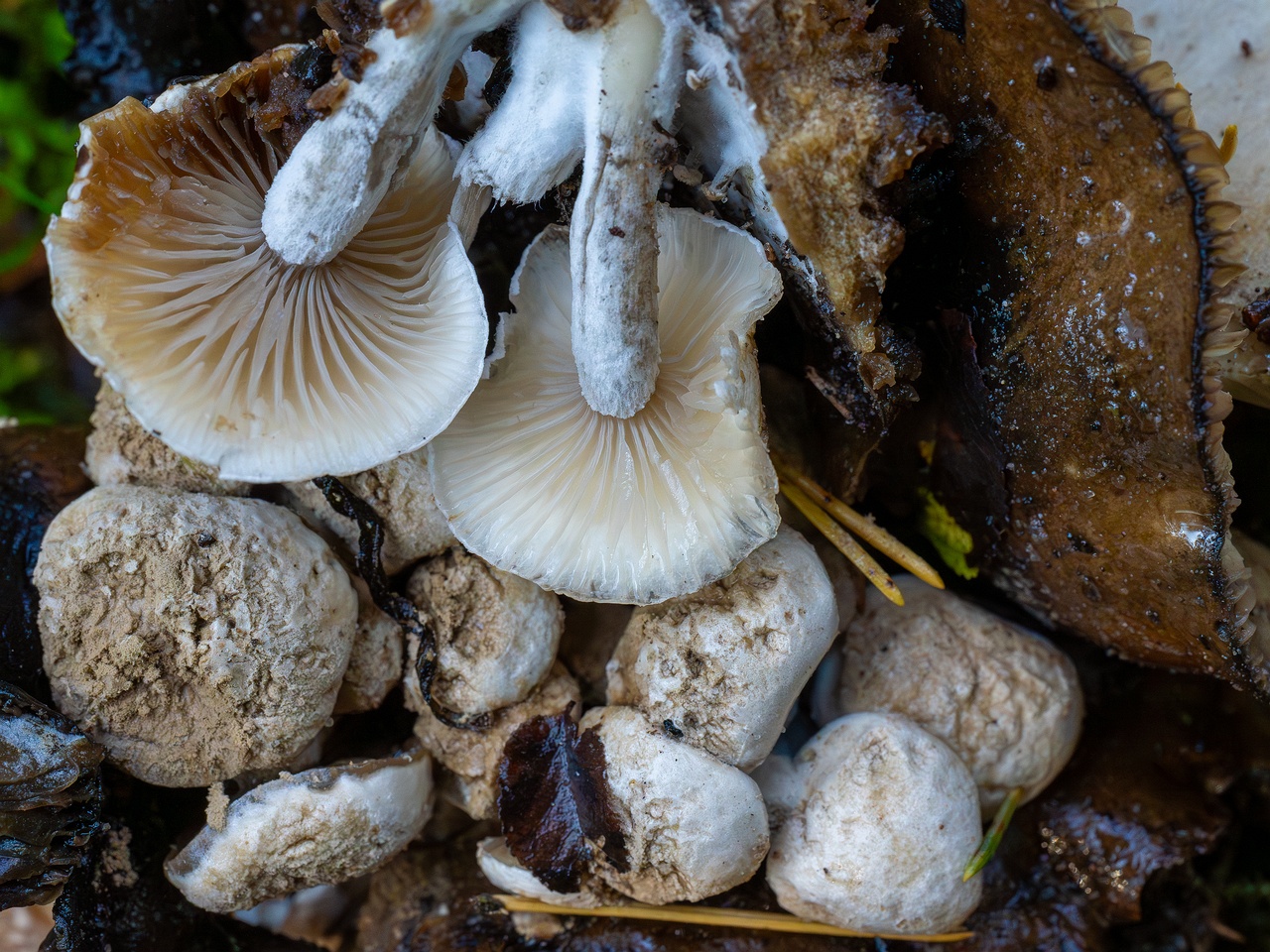 Asterophora lycoperdoides _2025-09-13_1-8