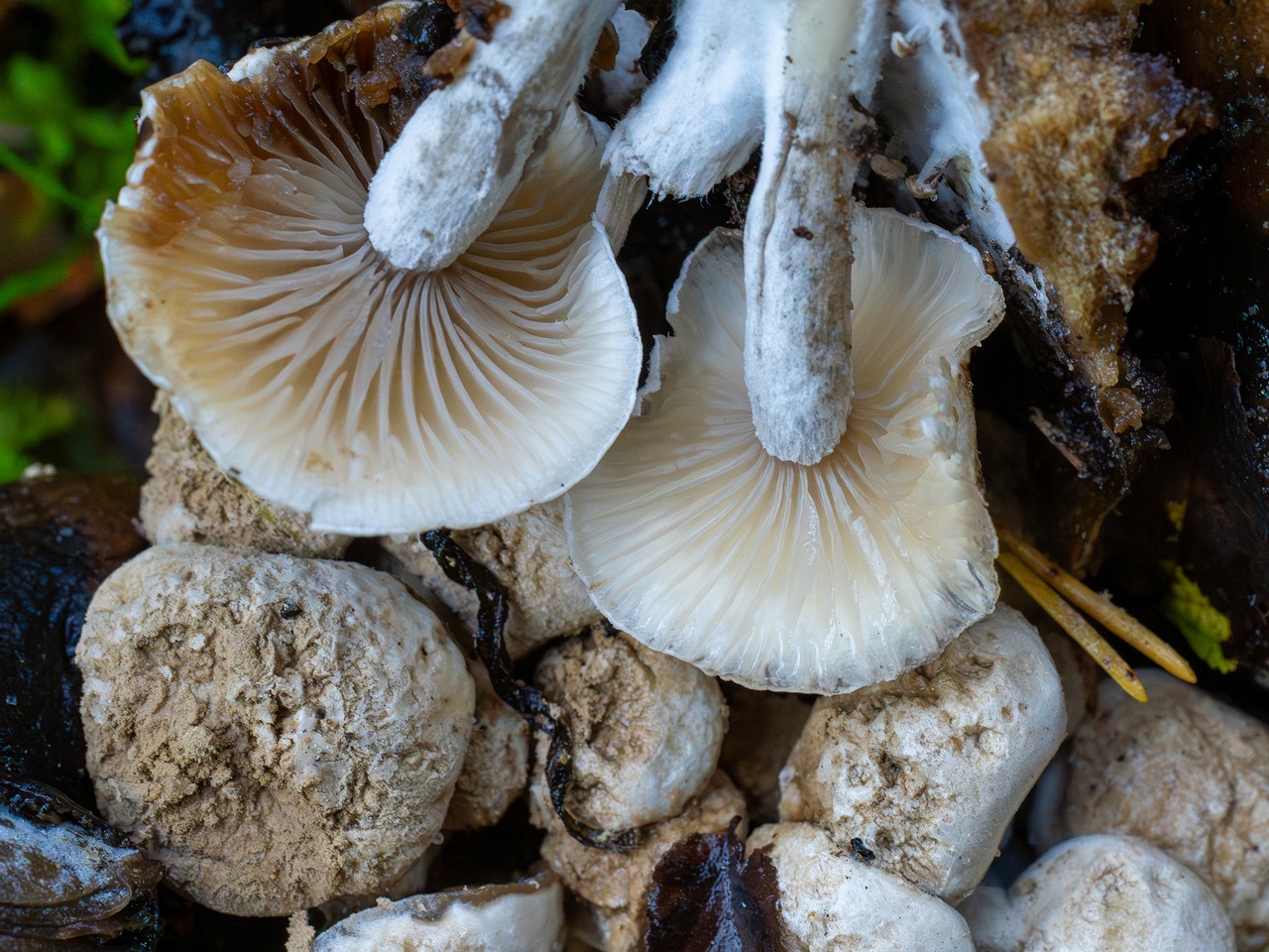 Asterophora lycoperdoides _2025-09-13_1-9
