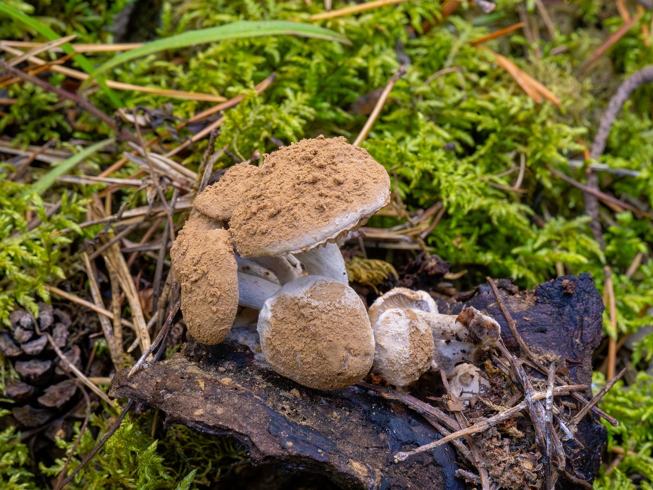 asterophora-lycoperdoides_1-8