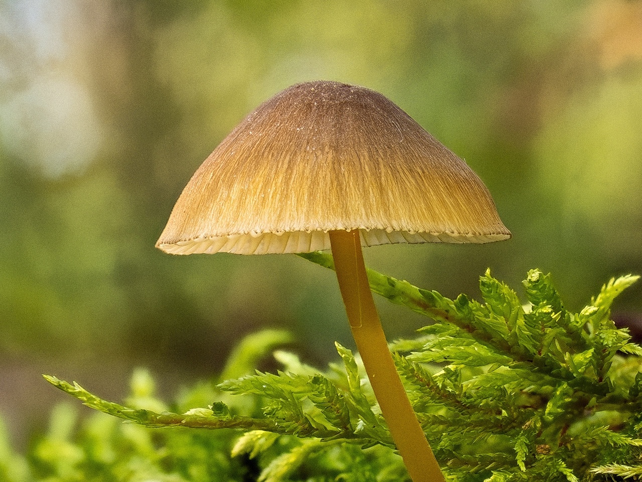 !Mycena viridimarginata _2025-09-27_3-3