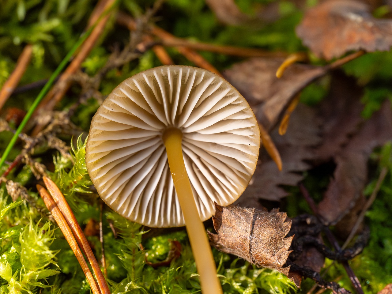 Mycena viridimarginata _2025-09-27_1-1