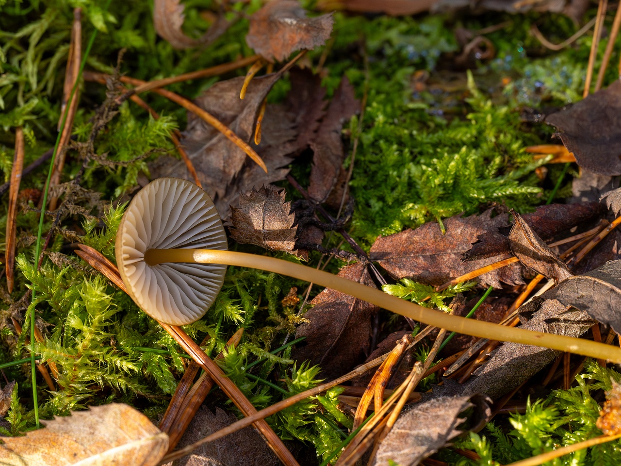 Mycena viridimarginata _2025-09-27_1-4