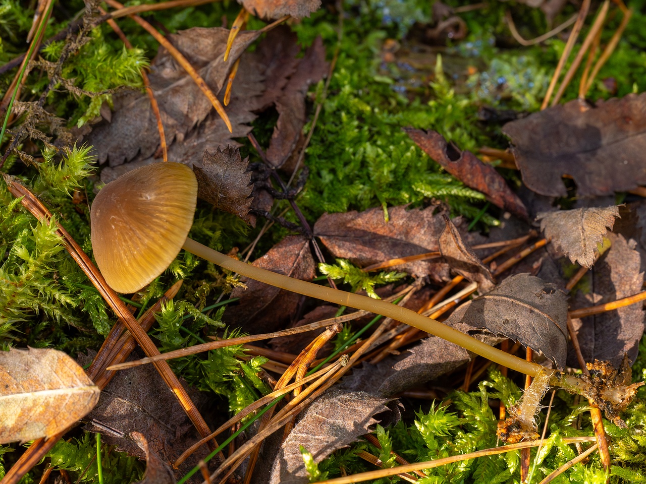 Mycena viridimarginata _2025-09-27_1-5