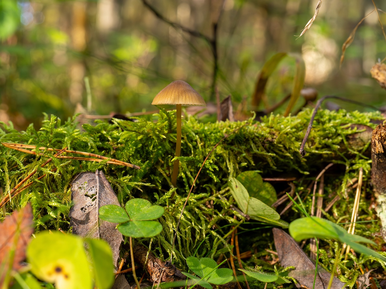 Mycena viridimarginata _2025-09-27_2-1