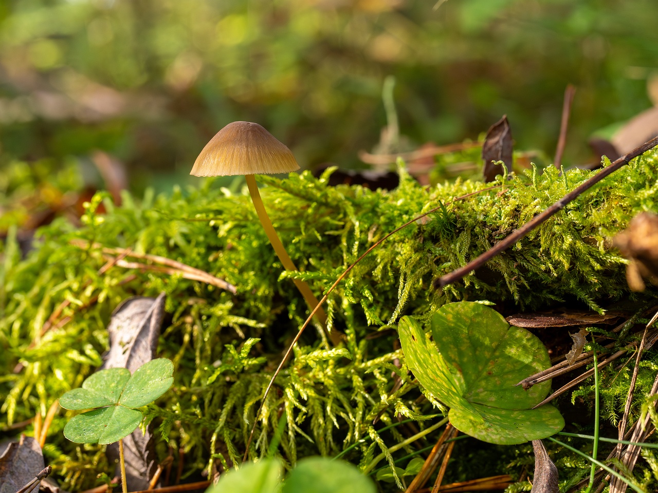 Mycena viridimarginata _2025-09-27_2-2