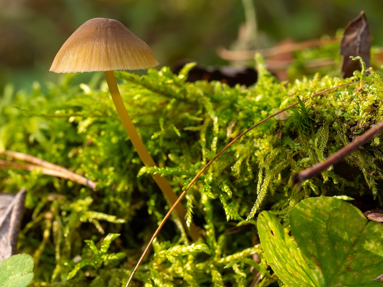 Mycena viridimarginata _2025-09-27_2-3
