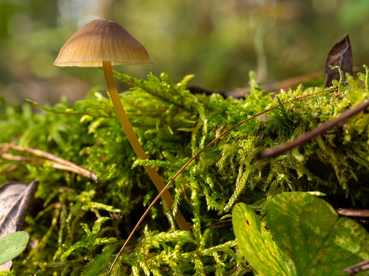 Mycena viridimarginata _2025-09-27_2-4