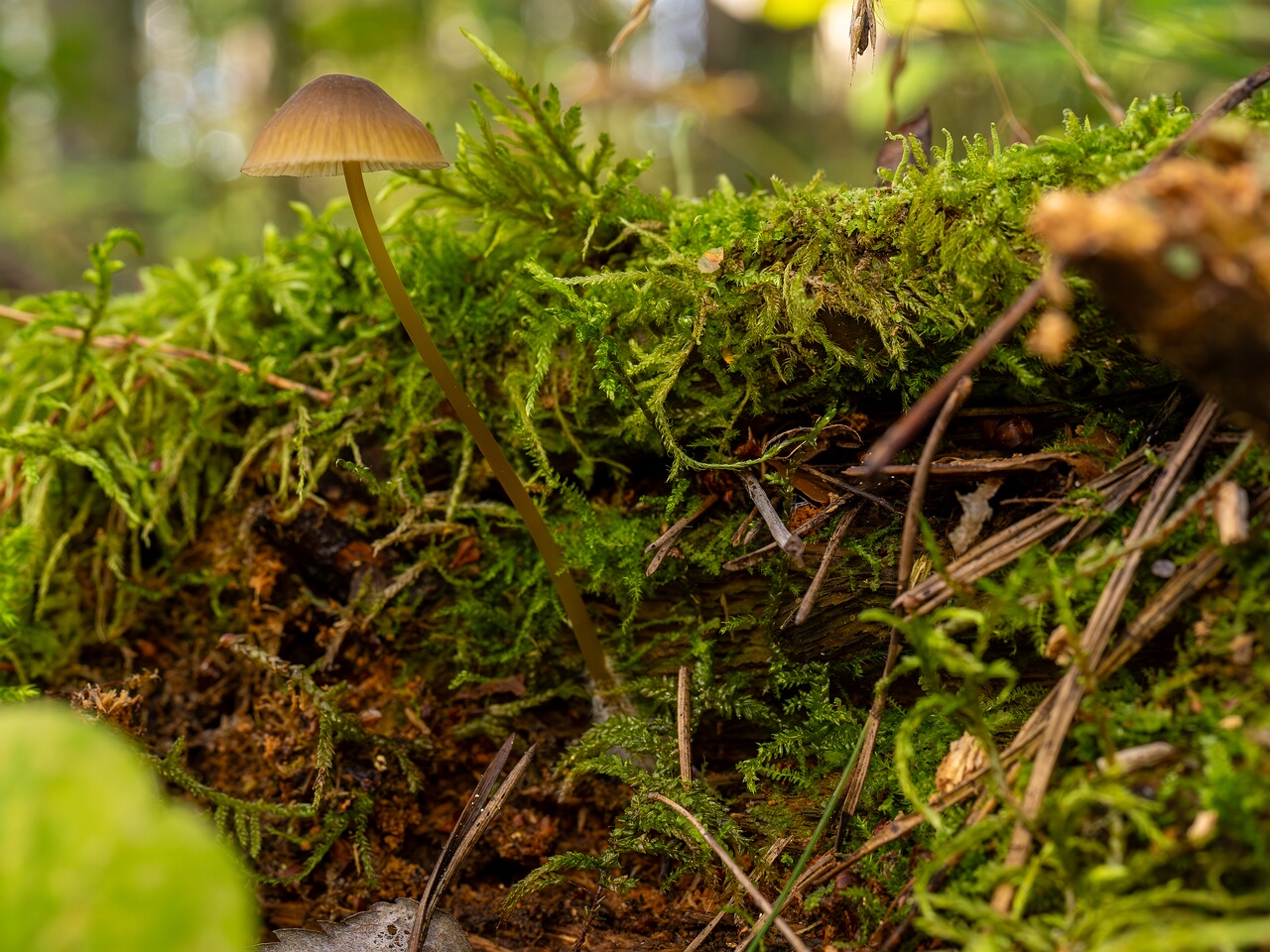Mycena viridimarginata _2025-09-27_2-7