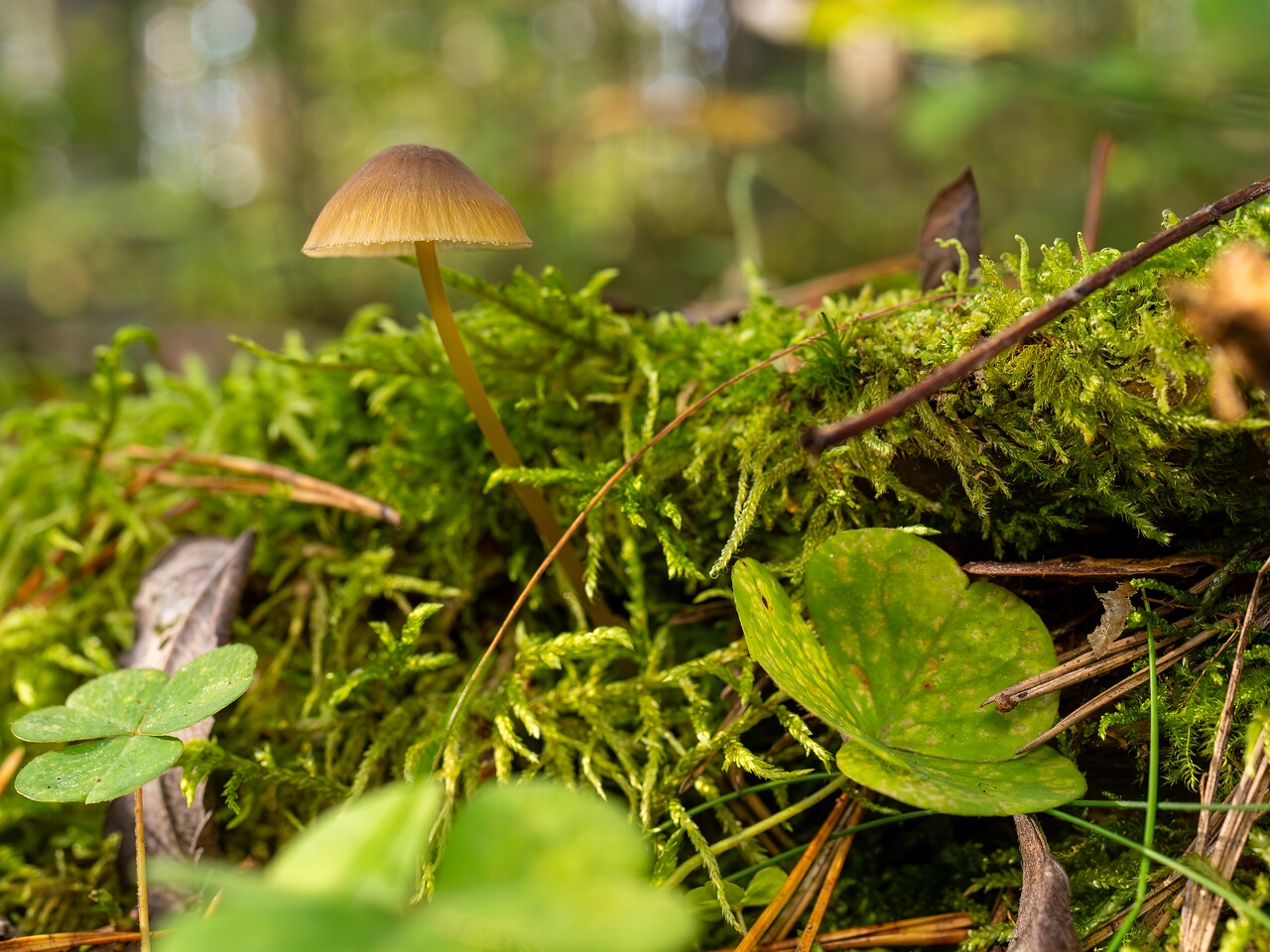 Mycena viridimarginata _2025-09-27_2-8