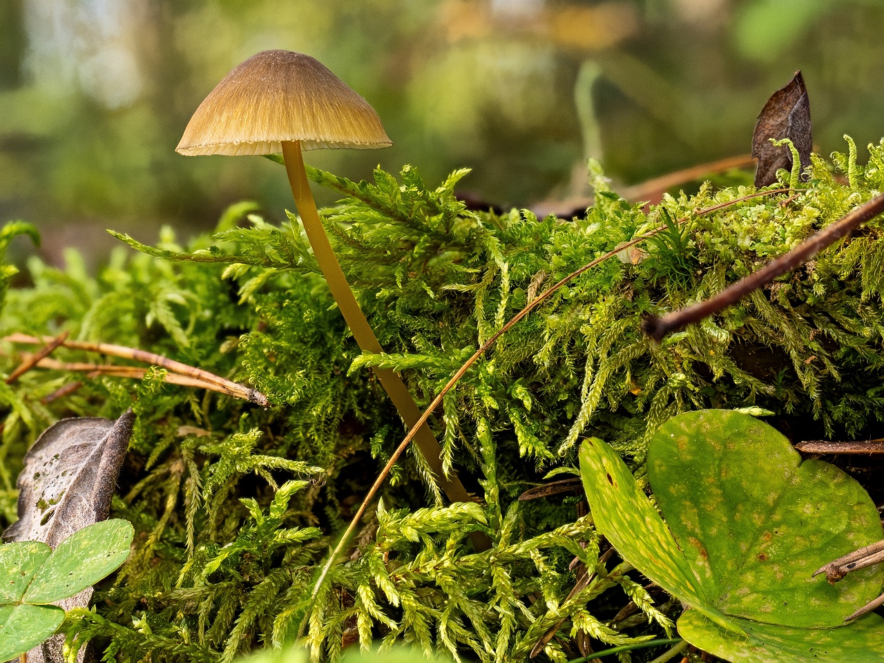 Mycena viridimarginata _2025-09-27_3-2