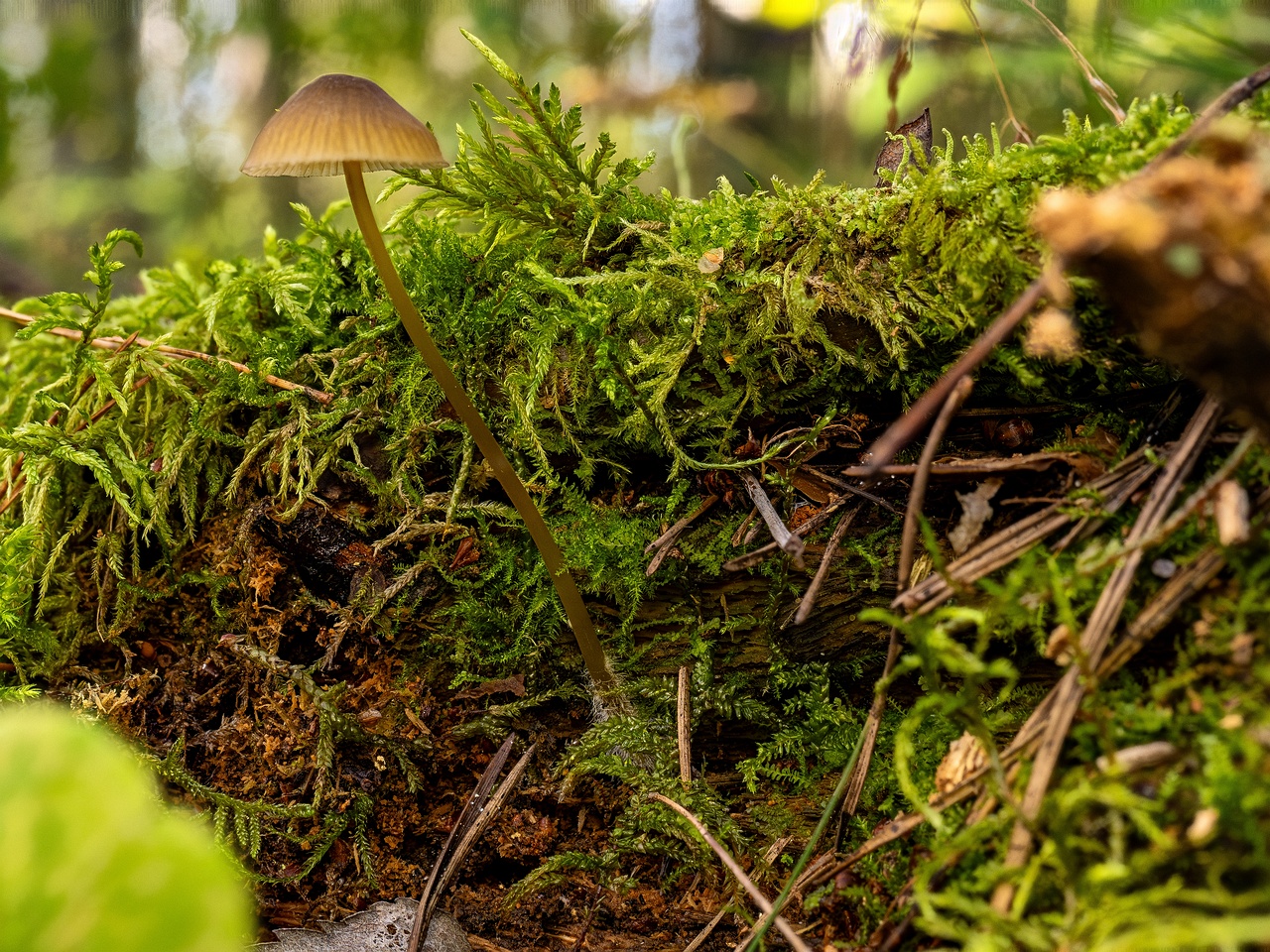 Mycena viridimarginata _2025-09-27_4-1