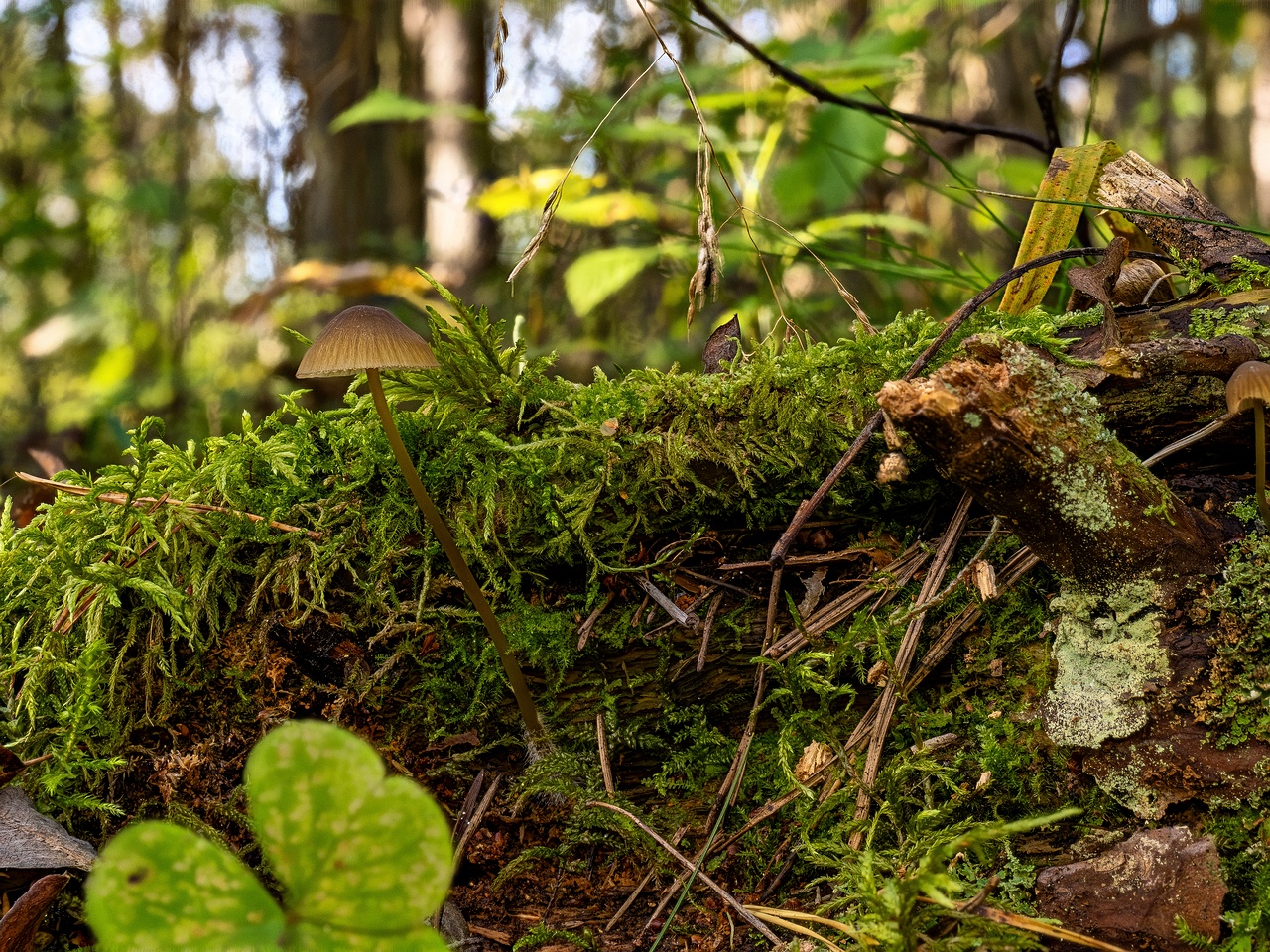 Mycena viridimarginata _2025-09-27_5-1