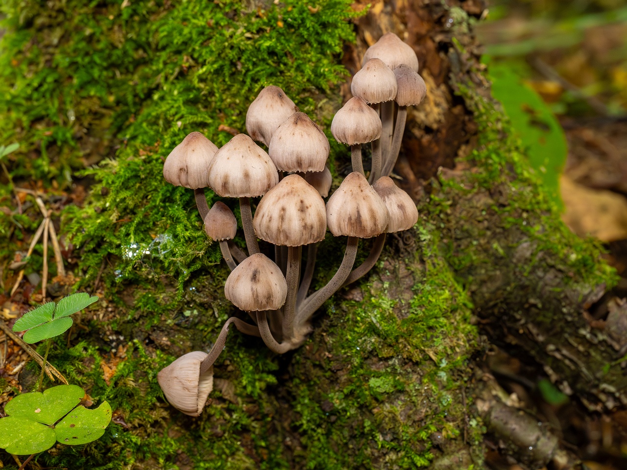 Mycena haematopus _2025-09-07_1-1