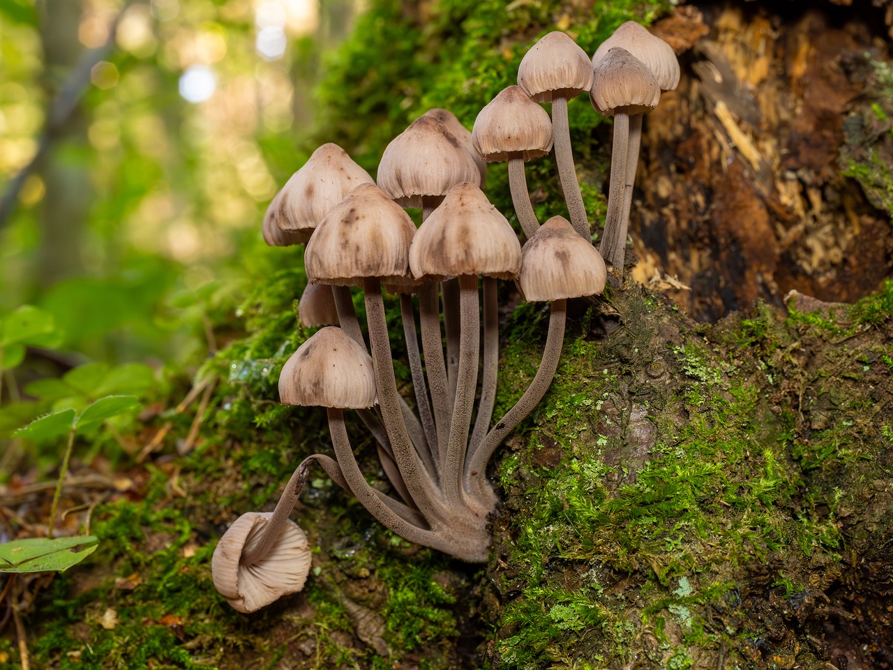 Mycena haematopus _2025-09-07_1-5