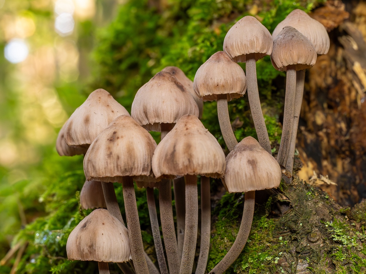 Mycena haematopus _2025-09-07_1-6