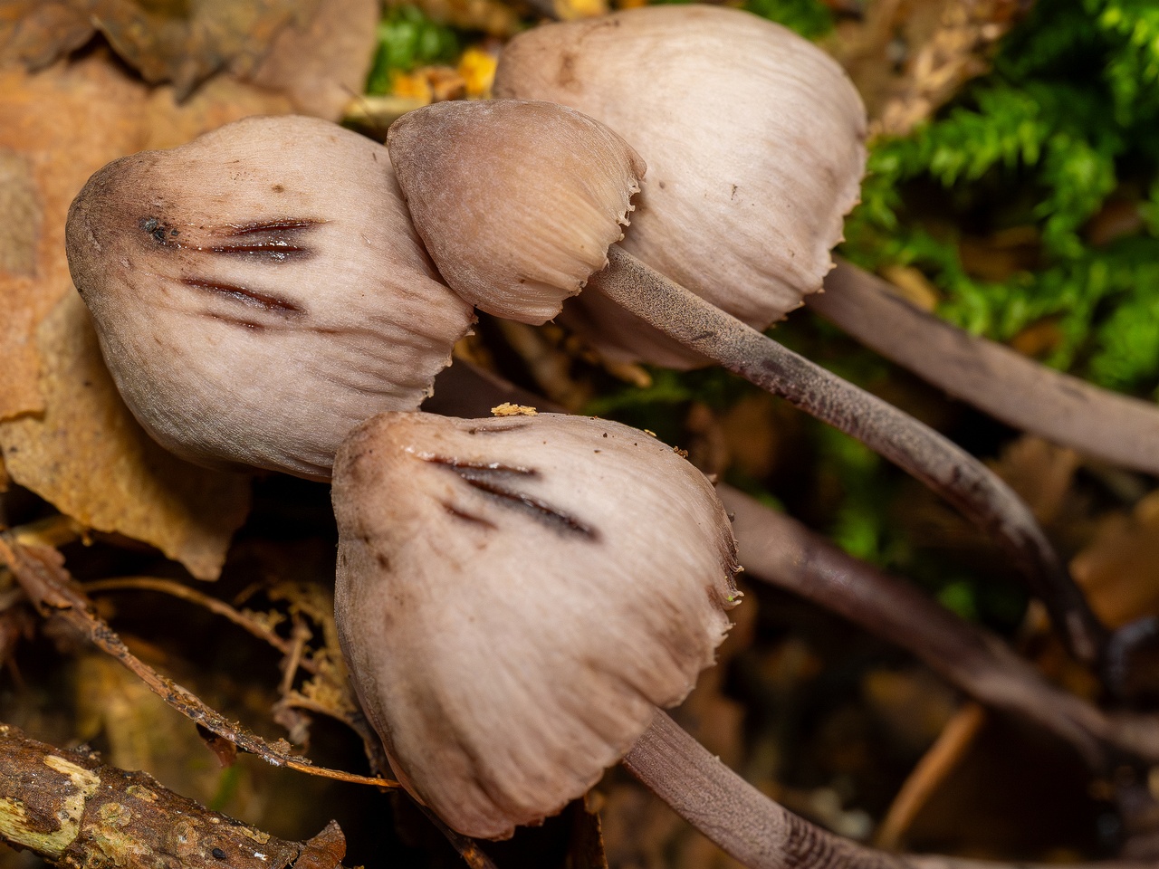 Mycena haematopus _2025-09-07_1-8