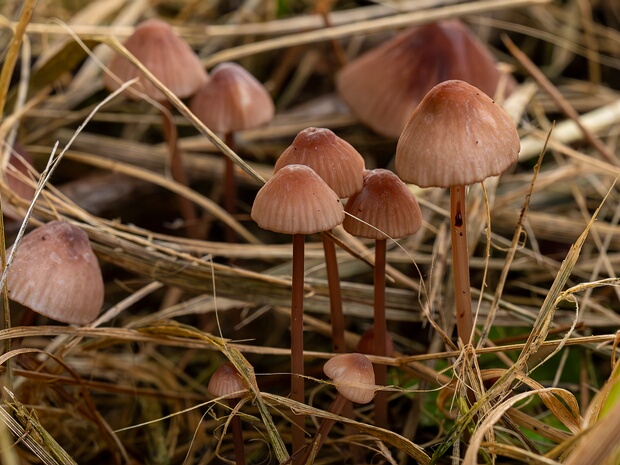 Mycenaceae - Миценовые - Bonnet mushrooms - Helmlinge