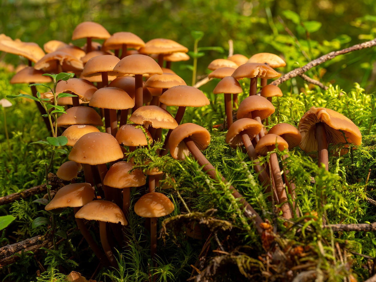 !Connopus acervatus _2025-09-06_1-6