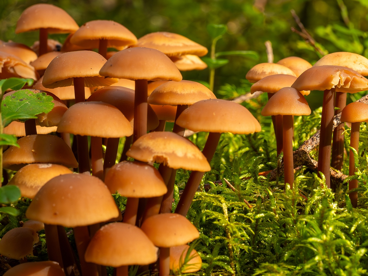 Connopus acervatus _2025-09-06_1-3