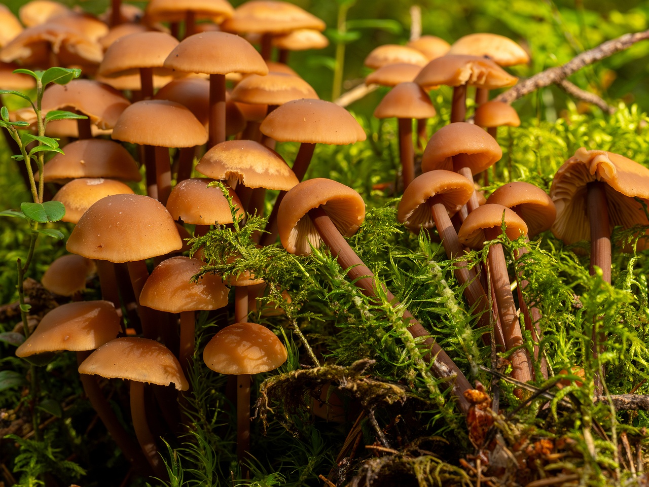 Connopus acervatus _2025-09-06_1-5