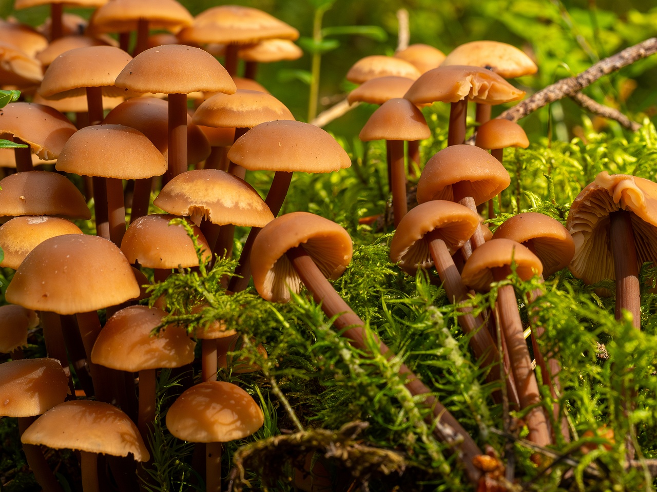 Connopus acervatus _2025-09-06_1-7