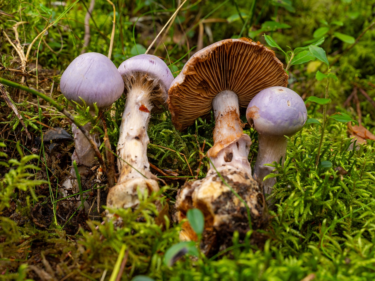 Cortinarius traganus _2025-09-06_1-10