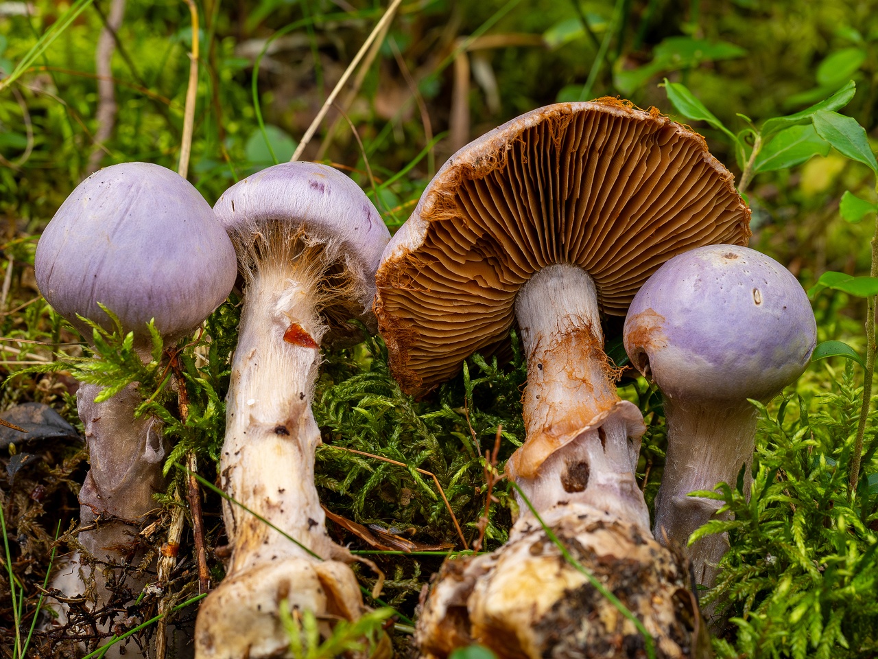 Cortinarius traganus _2025-09-06_1-13