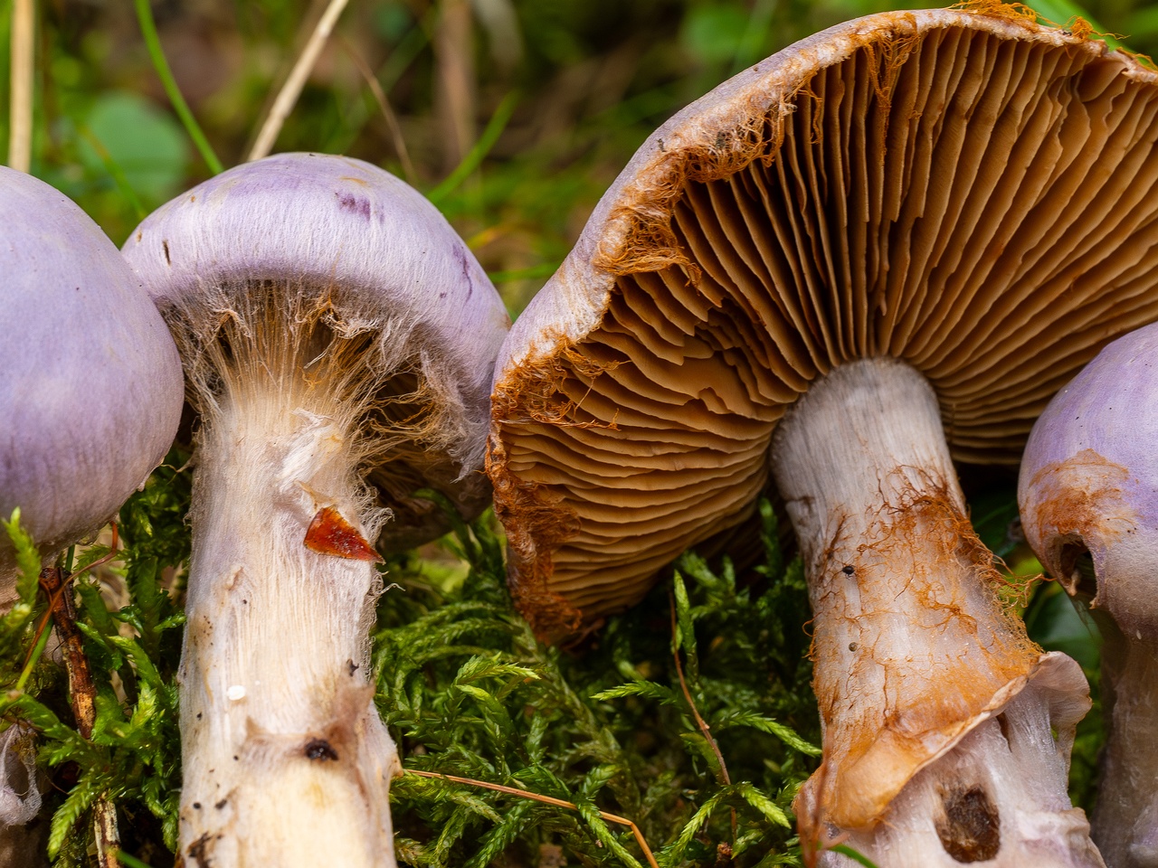 Cortinarius traganus _2025-09-06_1-15