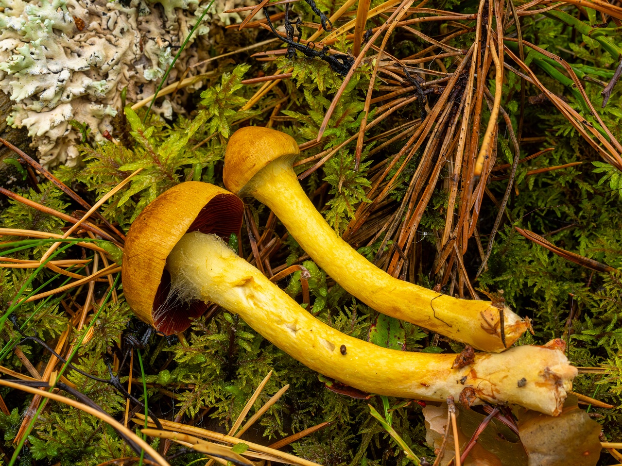cortinarius-semisanguineus_1-6