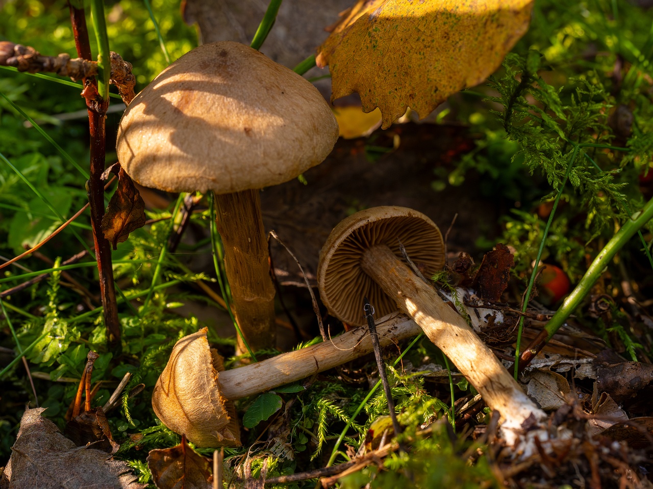 Cortinarius raphanoides _2025-09-07_1-14
