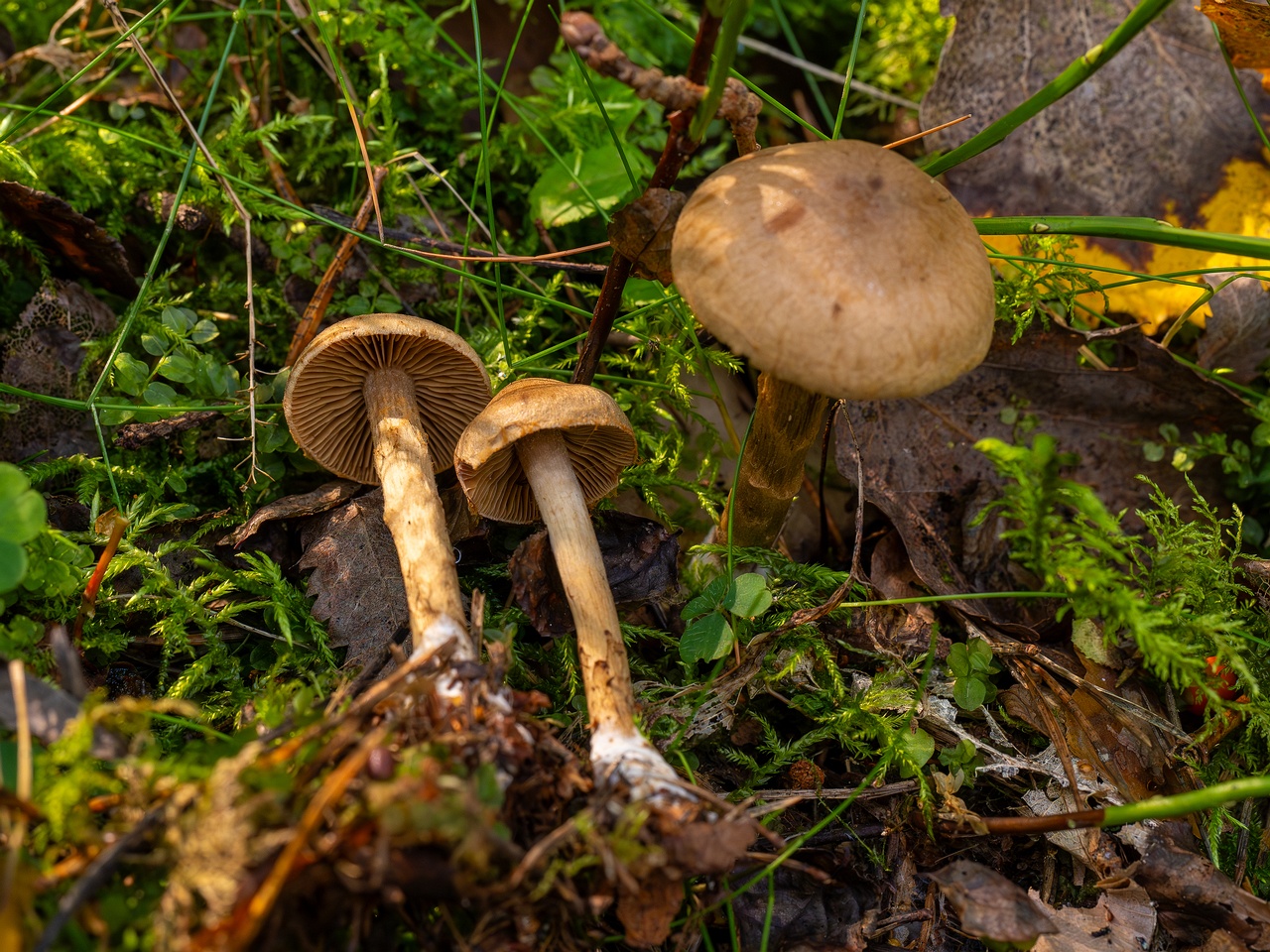 Cortinarius raphanoides _2025-09-07_1-7
