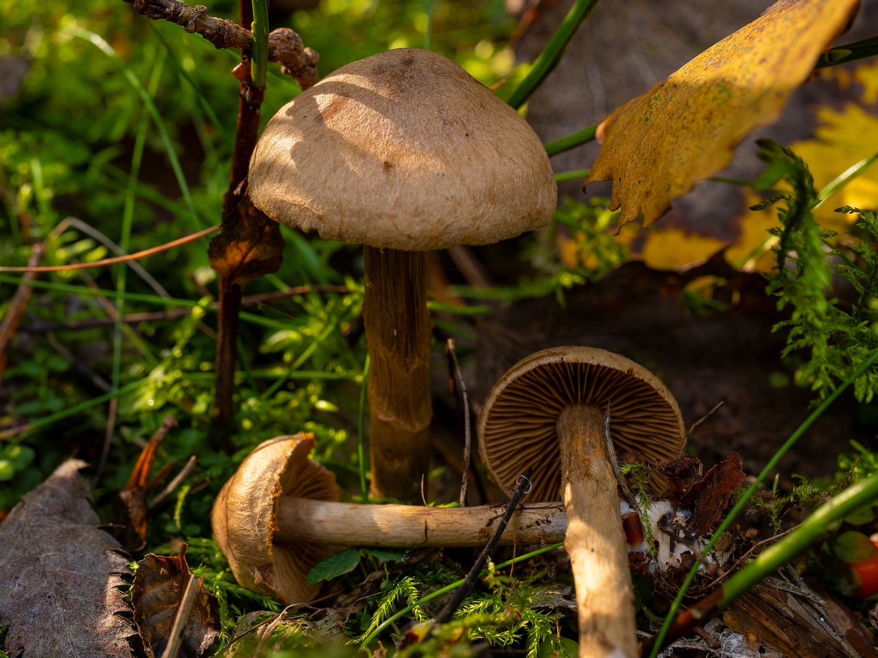 Cortinarius raphanoides _2025-09-07_1-9