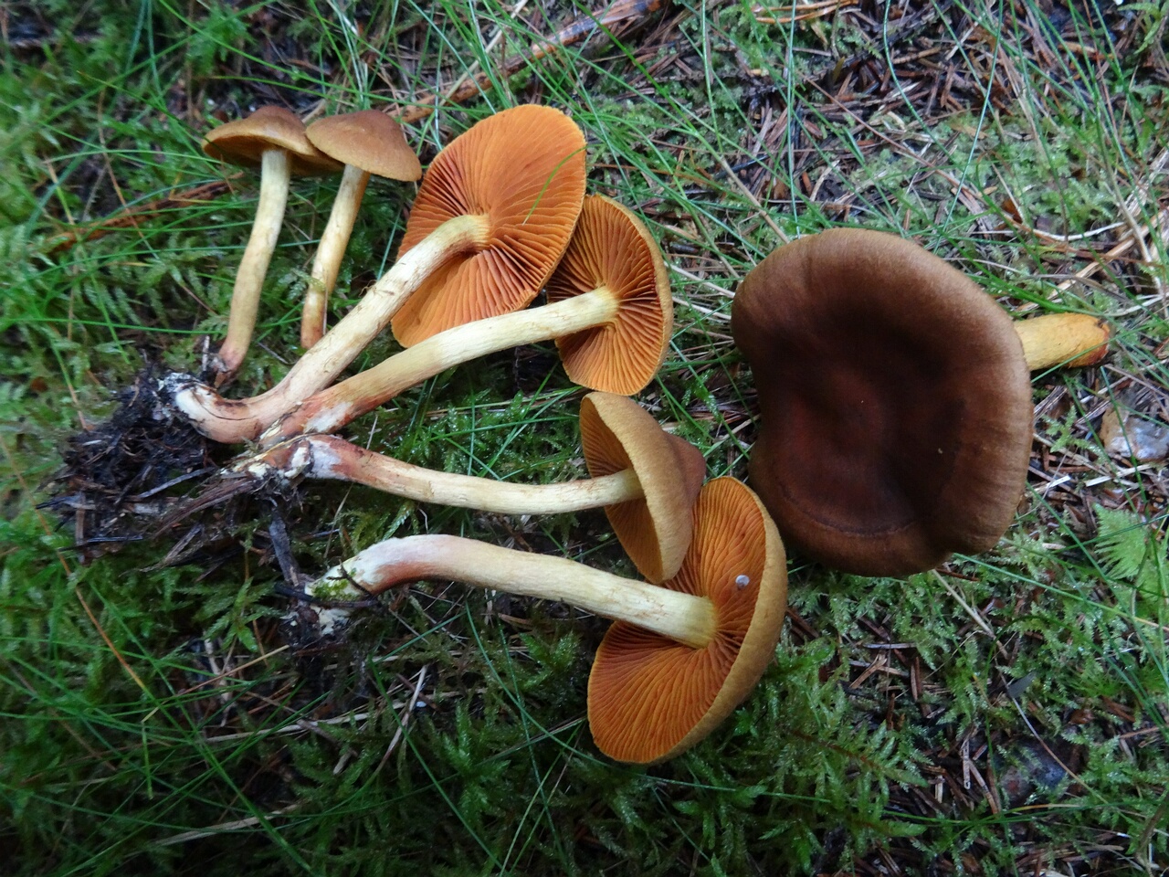 DSC07177