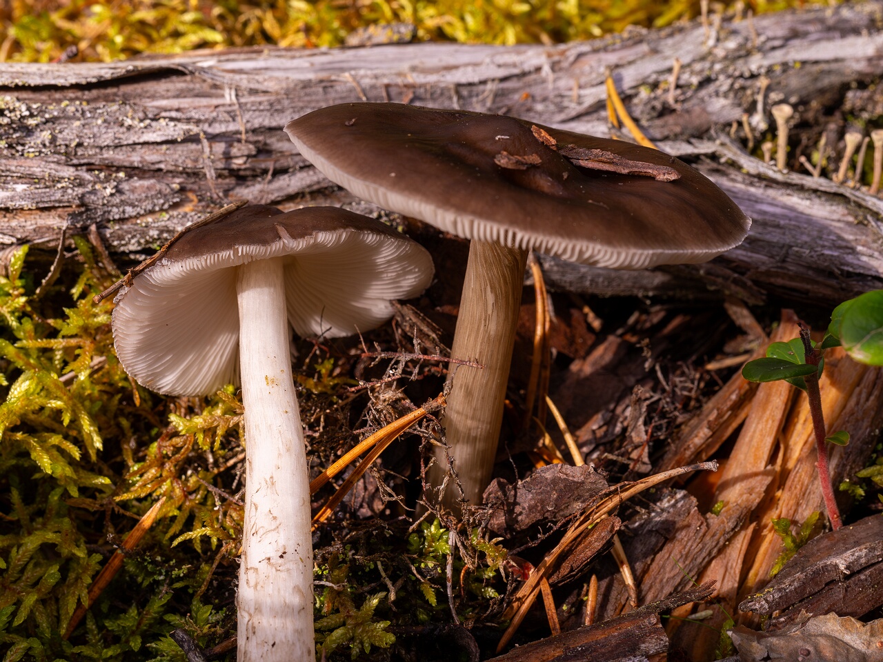 !pluteus-cervinus_2024-10-12_1-6