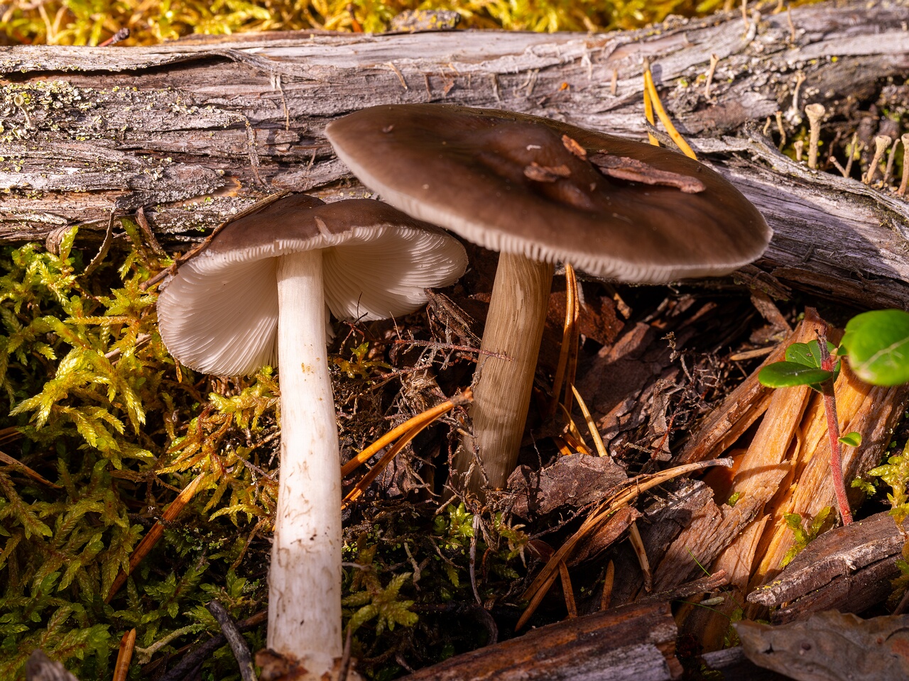 pluteus-cervinus_2024-10-12_1-2