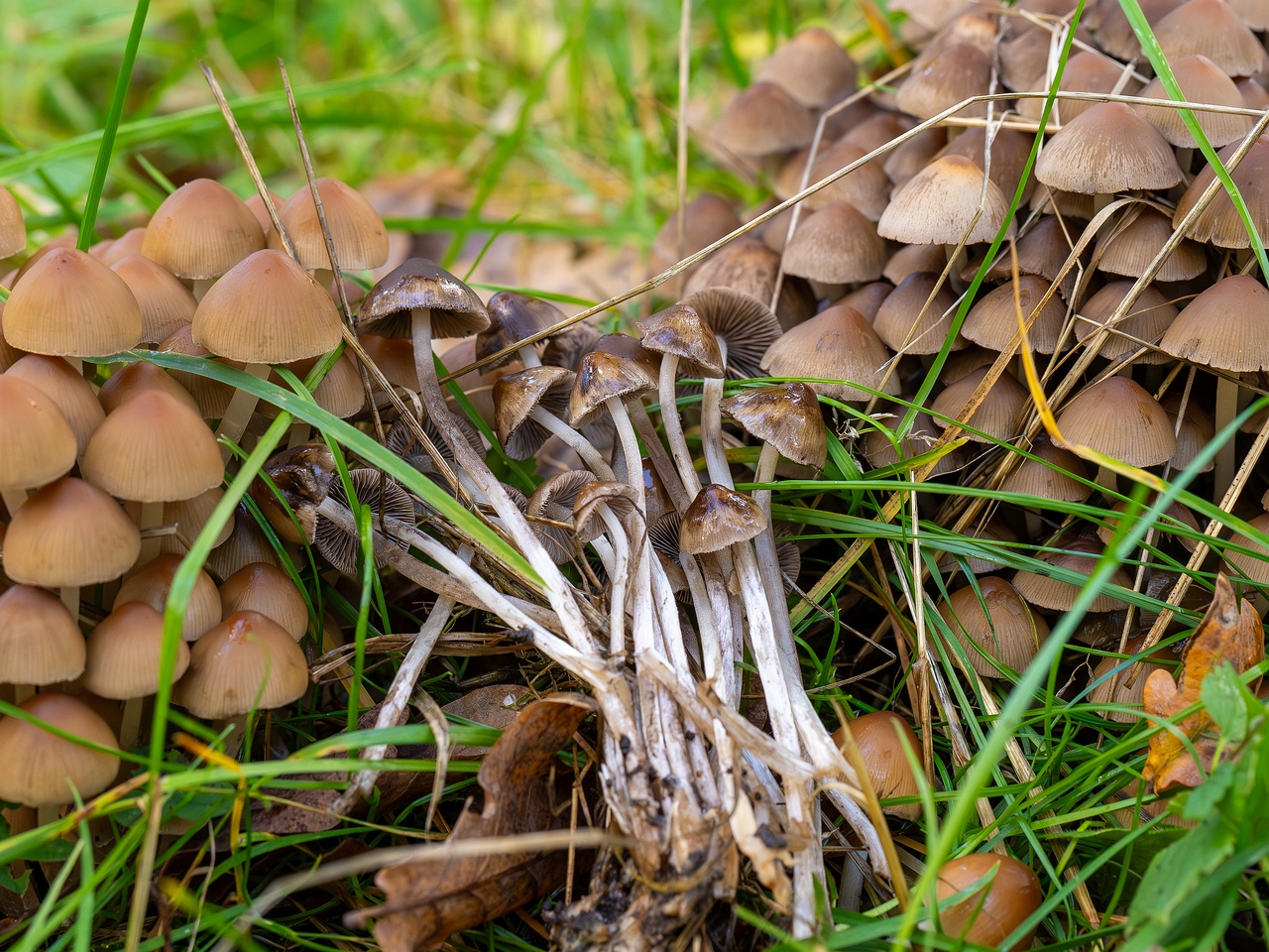 !Britzelmayria multipedata _2025-10-10_1-17