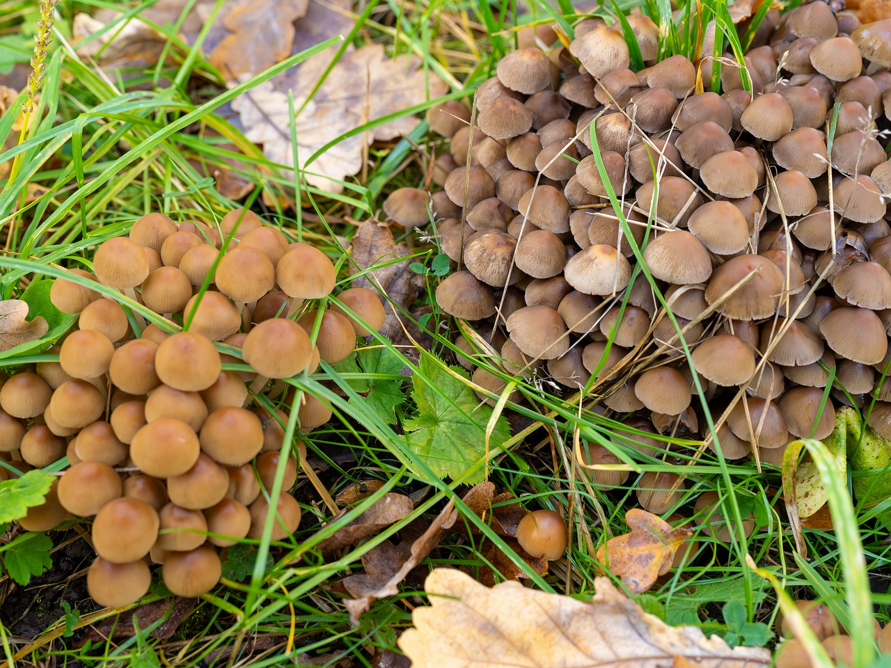 Britzelmayria multipedata _2025-10-10_1-11