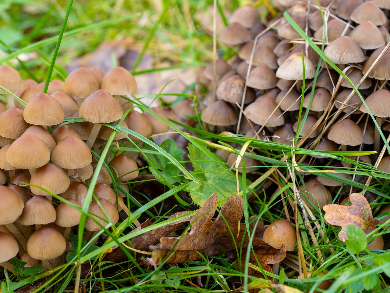 Britzelmayria multipedata _2025-10-10_1-13