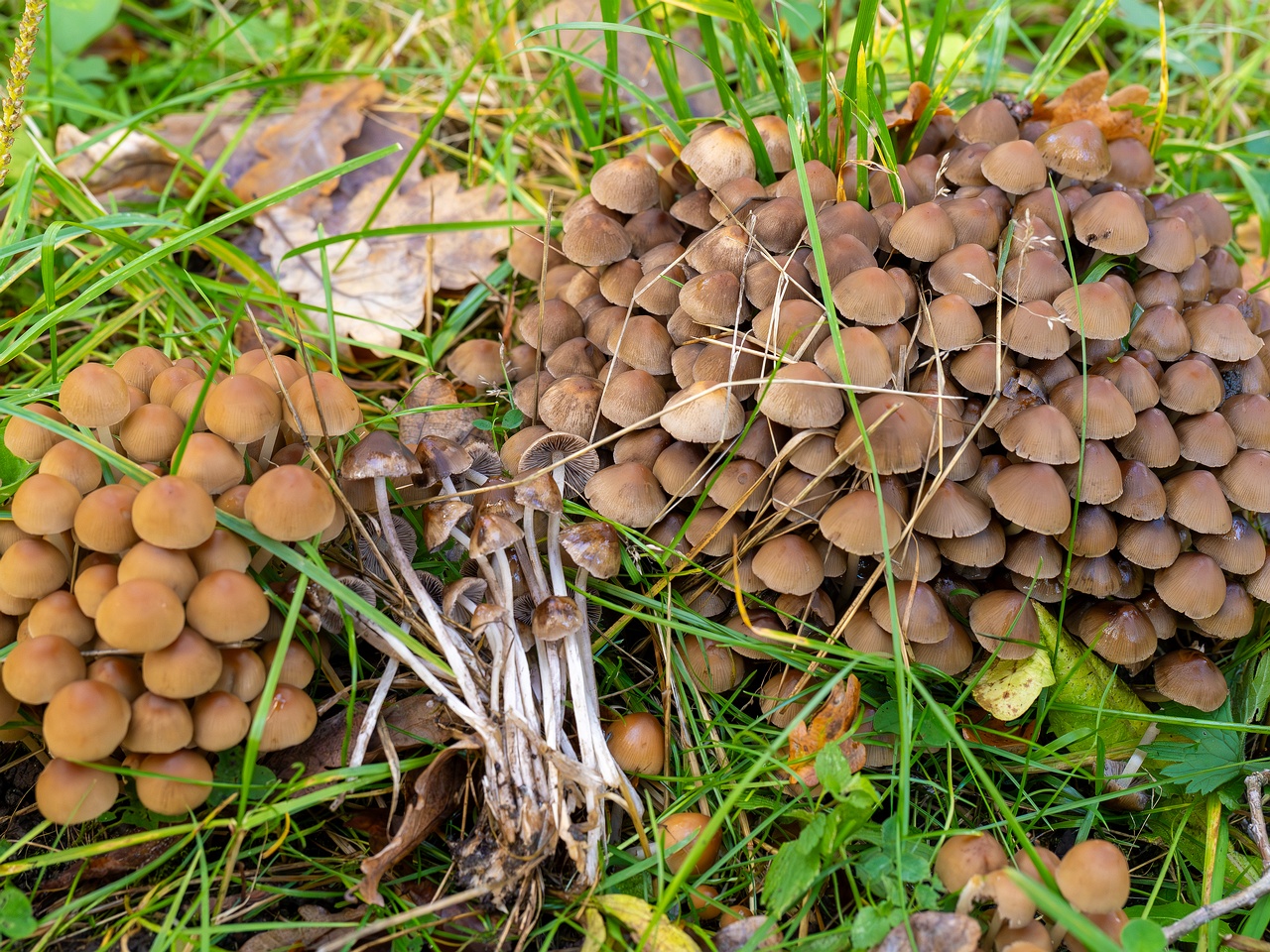 Britzelmayria multipedata _2025-10-10_1-18