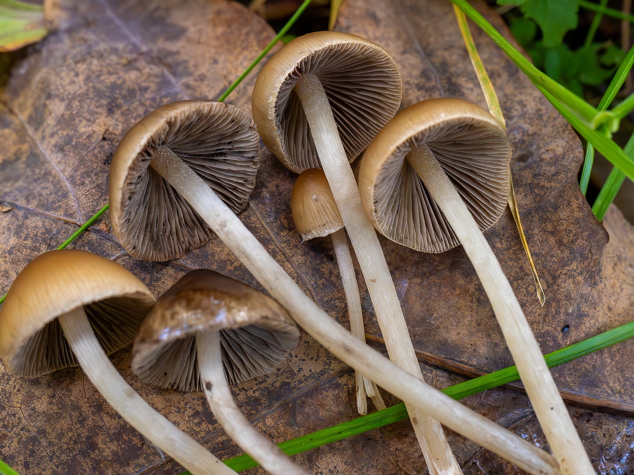 Britzelmayria multipedata _2025-10-10_1-19