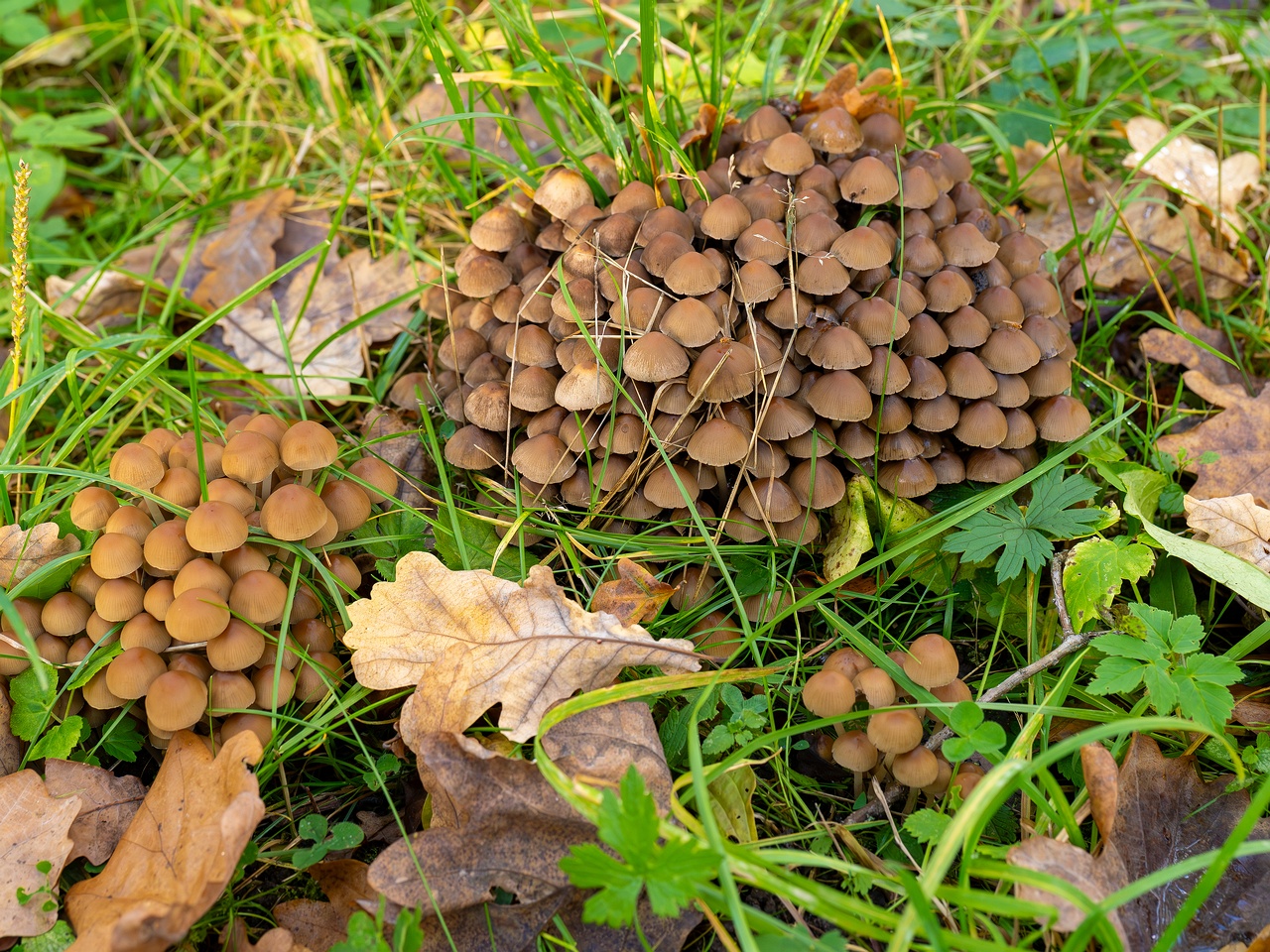 Britzelmayria multipedata _2025-10-10_1-2