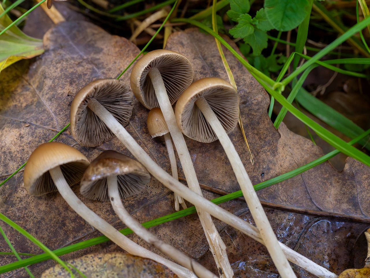 Britzelmayria multipedata _2025-10-10_1-20