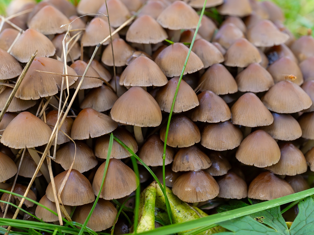 Britzelmayria multipedata _2025-10-10_1-4