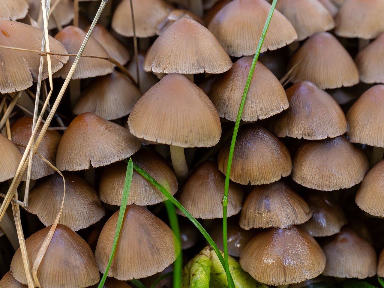 Britzelmayria multipedata _2025-10-10_1-5