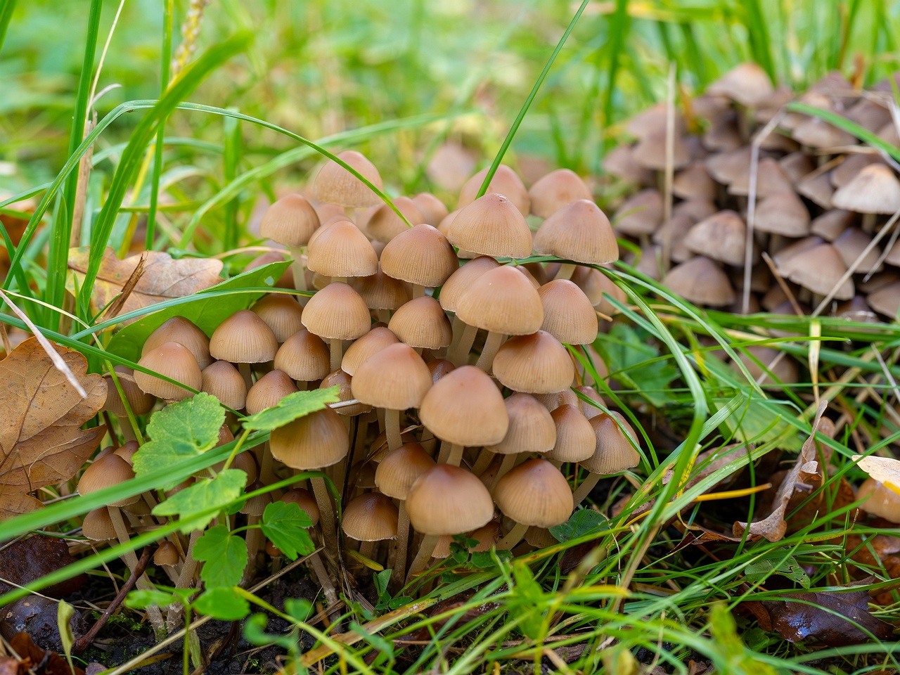 Britzelmayria multipedata _2025-10-10_1-6