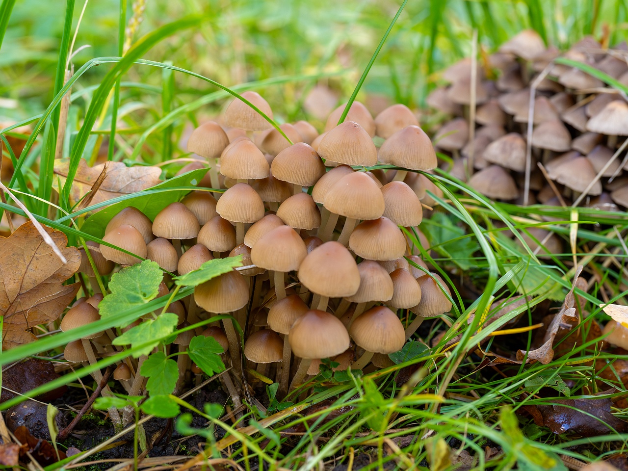 Britzelmayria multipedata _2025-10-10_1-7