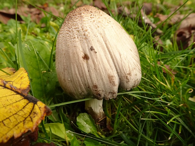 Навозник Романьези - Coprinopsis romagnesiana