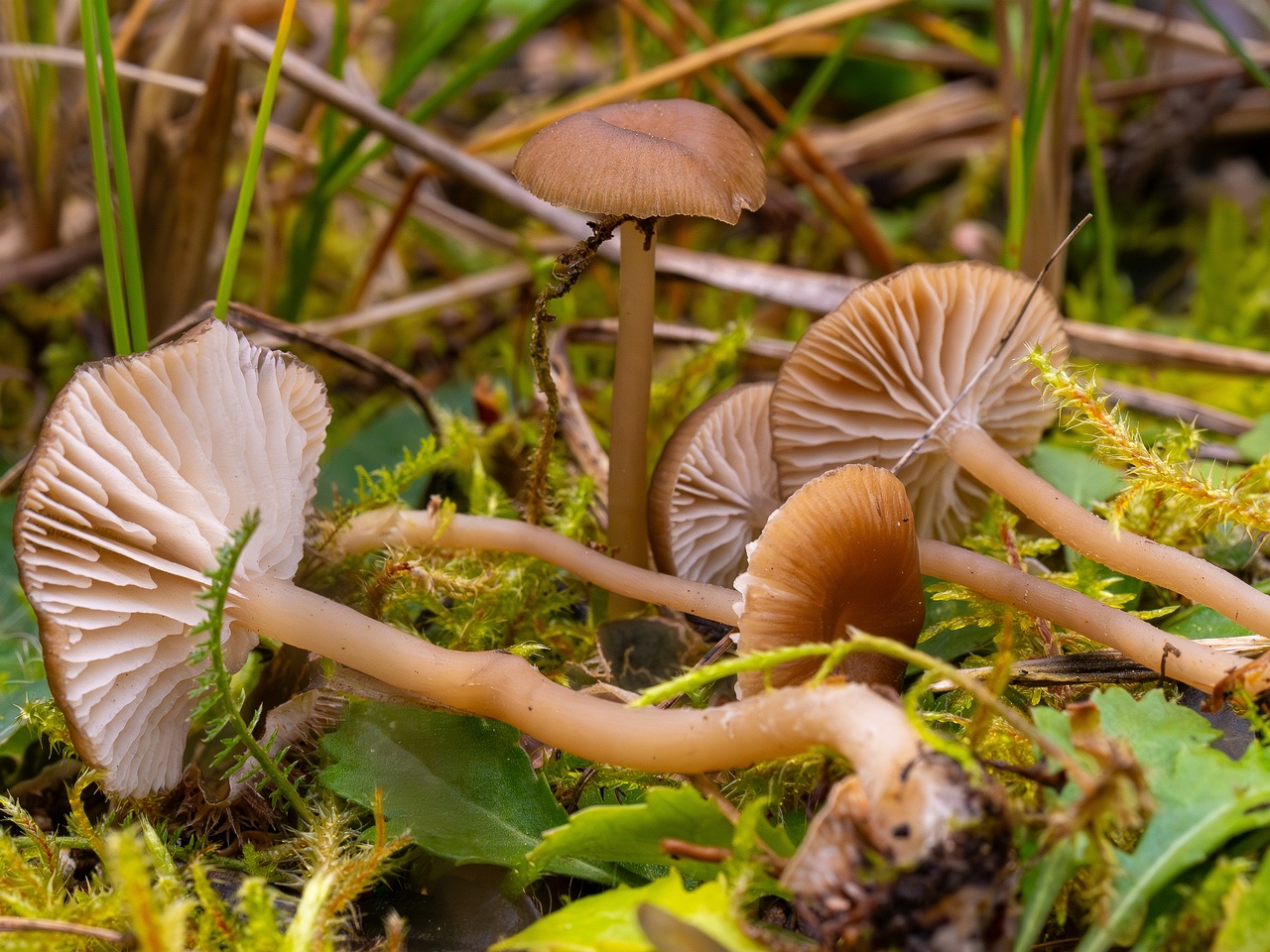 !Gamundia striatula _2025-10-19_2-1