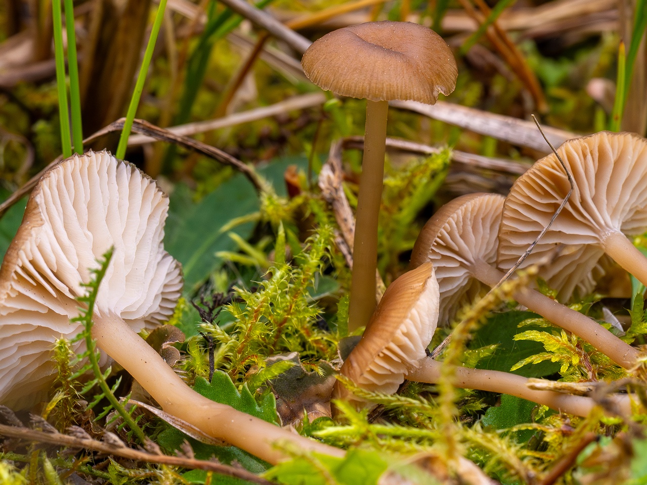 Gamundia striatula _2025-10-19_1-3