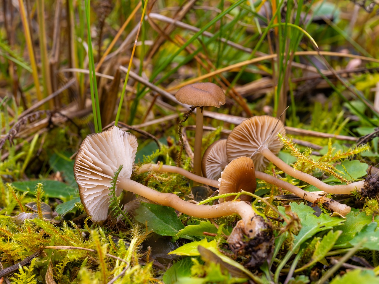 Gamundia striatula _2025-10-19_1-4